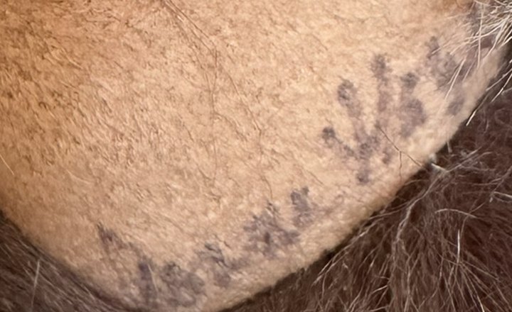 Close photograph of the same bear's wool felt paw pad carrying a faded handwritten artist name